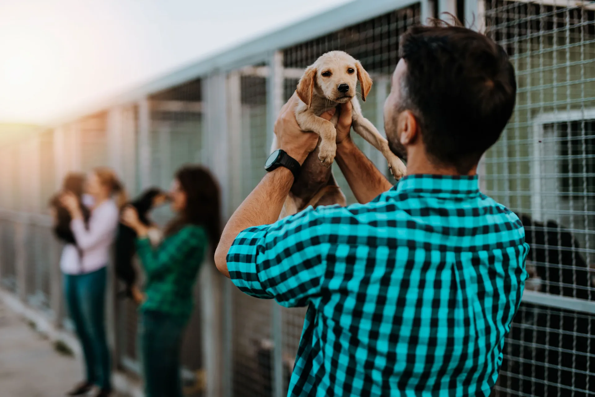 Brewer Companion Dog Application Photo